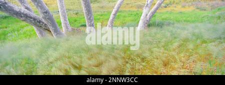 Langzeit-Aufnahme von Sycamore Bäumen und Gras, Dripping Springs Campground, Cleveland National Forest, Aguanga, Kalifornien, USA Stockfoto