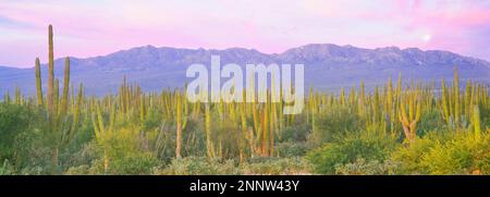 Cardon (Pachycereus pringlei) Kakteen mit den Sierra De La Laguna Mountains, La Ventana, Baja California Sur, Mexiko Stockfoto