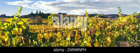 Weinreben in Zenith Vineyard, Amity, Willamette Valley, Oregon, USA Stockfoto