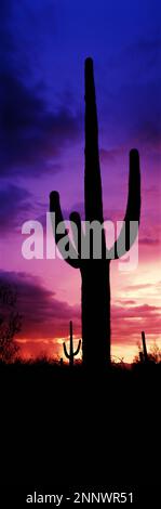 Silhouette von Saguaro cactus (Carnegiea gigantea) gegen den stimmungsvollen Himmel in der Dämmerung, Arizona, USA Stockfoto