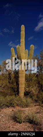 Saguarokaktus (Carnegiea gigantea), Arizona, USA Stockfoto