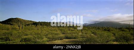 Saguarokaktus (Carnegiea gigantea) in der Wüste, Arizona, USA Stockfoto