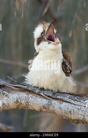 Lachende Kookaburra Gähnen zeigt niktitierende Membran, die das Auge schützt.Dacelo Novaeguineae Elliott Heads Australia Stockfoto