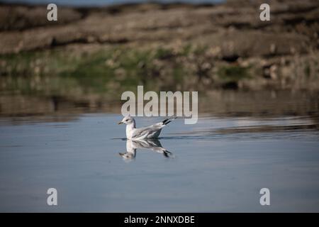 Eine kurzsichtige Möwe, die früher als Mau-Möwe bekannt war und im Wasser schwimmt, mit ihrer Reflexion nahe einer felsigen Küste, dem Gulf Island National Marine Park, Kanada Stockfoto