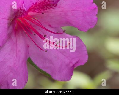 Nahaufnahme eines Teils des Zentrums einer Fuchsia-Azalea-Blume. Mit geringer Schärfentiefe fotografiert. Stockfoto