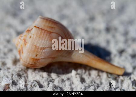 Blitzschnecke, Sinistrofulgur Perversum, gefunden an einem Strand in der Nähe von Naples, Florida, USA Stockfoto