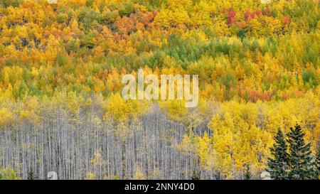 Aspen Trees (Populus tremuloides) und Engelmann Fichte (Picea engelmannii) im Herbst, Uncompahgre National Forest, Colorado, USA Stockfoto