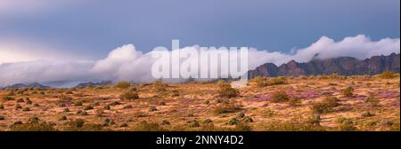 Wüstenlilien (Hesperocallis undulata), Sandverbena (Abronia villosa), Mohawk Dunes und Barry M. Goldwater Range, Arizona, USA Stockfoto