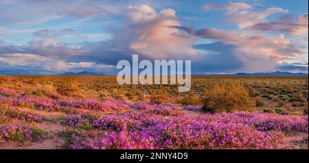 Wüstenlilien (Hesperocallis undulata), Sandverbena (Abronia villosa), Mohawk Dunes und Barry M. Goldwater Range, Arizona, USA Stockfoto