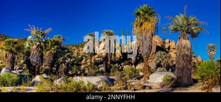 Kalifornische Fanpalmen (Washingtonia filifera) und Palmen, Baja, Kalifornien, USA Stockfoto