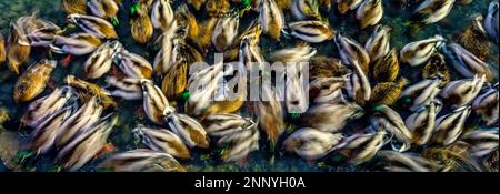Langzeitaufnahme von Stockenten (Anas platyrhynchos) Stockfoto