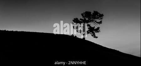 Silhouette aus Kiefernholz (Pinus flexilis) am Hang, Alberta, Kanada Stockfoto