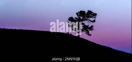 Silhouette aus Kiefernholz (Pinus flexilis) am Hang, Alberta, Kanada Stockfoto