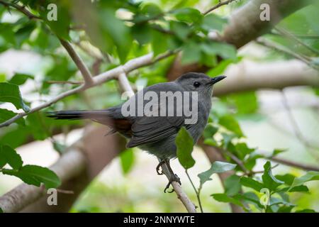 Ein grauer Katzenvogel auf einem Ast in den Sommerbüschen Floridas. Stockfoto