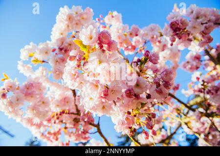 Kwanzan Kirschbaum blüht vor blauem Himmel Stockfoto