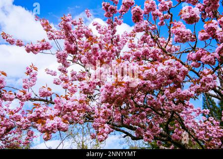 Kwanzan Kirschbaum blüht vor blauem Himmel Stockfoto