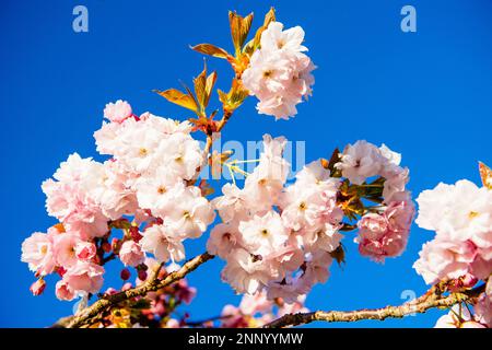 Kwanzan Kirschbaum blüht vor blauem Himmel Stockfoto