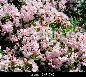 Mountain Laurel, Kalmia latifolia, High Knob Overlook, Pennsylvania, USA Stockfoto