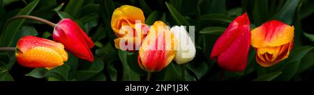 Orange Tulpen, Skagit Valley Washington, USA Stockfoto