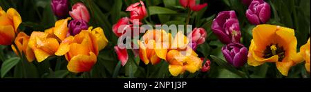 Gelbe, orangefarbene, lila und rote Tulpen, Skagit Valley Washington, USA Stockfoto