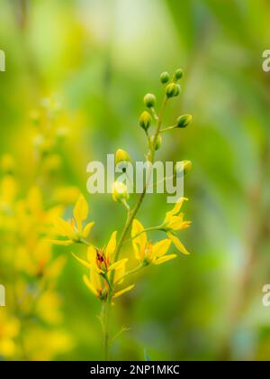 Nahaufnahme einer gelben Wildblume Stockfoto