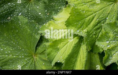 Nahaufnahme von Pflanzenblättern mit Wassertropfen Stockfoto