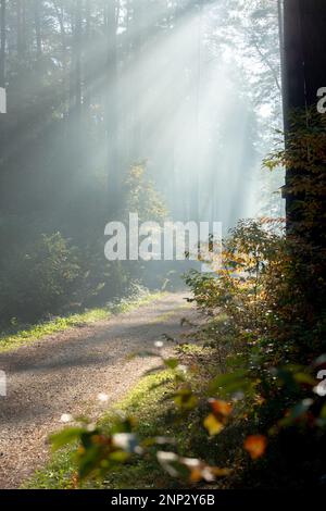 Wunderschöne Sonnenstrahlen am Morgen, die die Waldstraße erleuchten. Polen Stockfoto