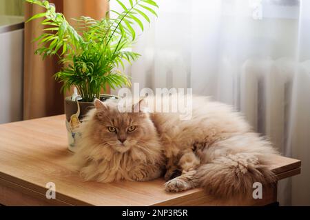 Eine flauschige Katze liegt auf einem Tisch am Fenster und blickt in die Kamera, ein weiches Licht durch die Vorhänge. Stockfoto