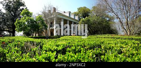 Gebäude inmitten von Bäumen, Oak Alley Plantation, Vacherie, Louisana, USA Stockfoto