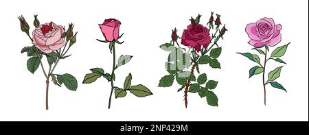 Rose Geburtsmonat im Juni Blume farbenfrohes Vektorset. Stock Vektor