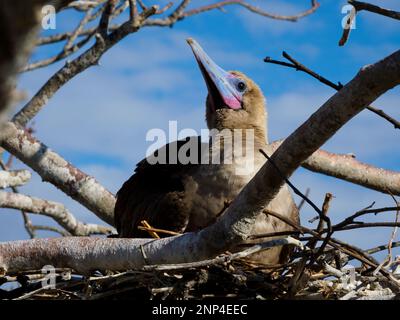 Rotfüßiger auf dem Ast, Genovesa Insel, Galapagos, Ecuador Stockfoto