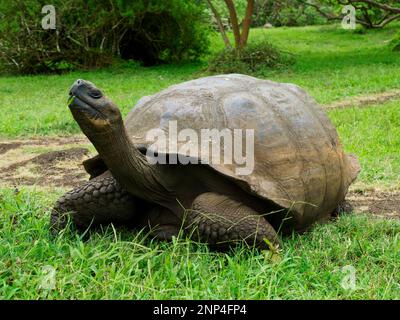 Riesenschildkröte, Rancho Primicias, Highlands, Santa Cruz Island, Galapagos, Ecuador Stockfoto