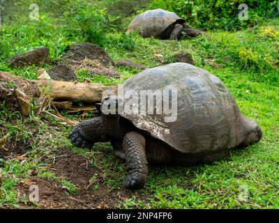 Riesenschildkröte, Rancho Primicias, Highlands, Santa Cruz Island, Galapagos, Ecuador Stockfoto