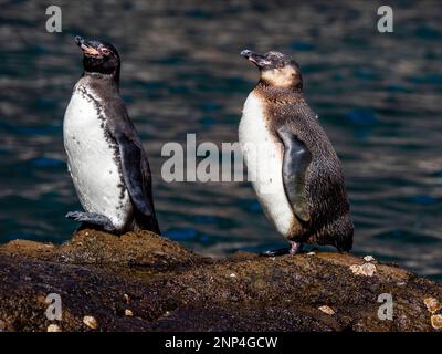 Pinguine in der Nähe von Punta Vicente Roca, Isabela Island, Galapagos, Ecuador Stockfoto