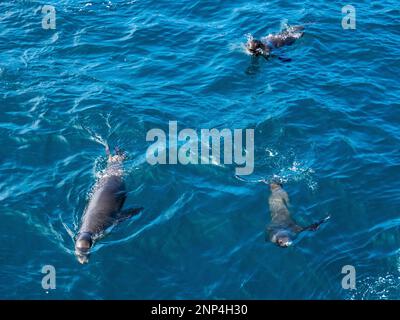 Drei Seelöwen schwimmen im Meer, Punta Vincente Roca, Isabela Island, Galapagos, Ecuador Stockfoto