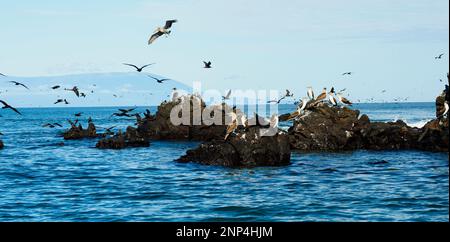 Vögel auf Felsformationen im Meer, Elizabeth Bay, Isabela Island, Galapagos, Ecuador Stockfoto