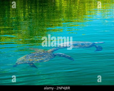 Meeresschildkröten paaren sich im Meer, nahe Elizabeth Bay, Isabela Island, Galapagos, Ecuador Stockfoto