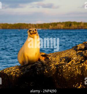 Seelöwen auf Felsen in der Nähe von Punta Moreno, Isabela Island, Galapagos, Ecuador Stockfoto