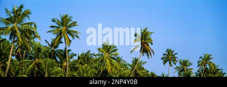 Blauer Himmel über Kokospalmen, Goa, Indien Stockfoto