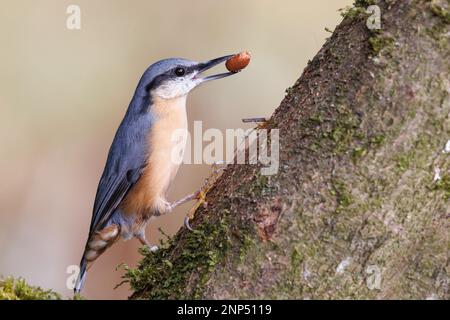 Nuthatch [ Sitta europaea ] mit Erdnuss auf einem beköderten mossigen Baumstamm Stockfoto