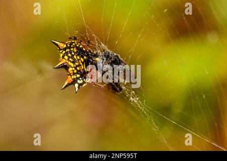 Jewell oder Weihnachtsspinne mit Beute, ein unglücklicher Kutscher-Pferdekäfer Stockfoto