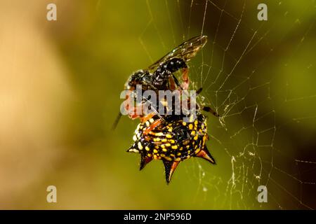 Jewell oder Weihnachtsspinne mit Beute, ein unglücklicher Kutscher-Pferdekäfer Stockfoto