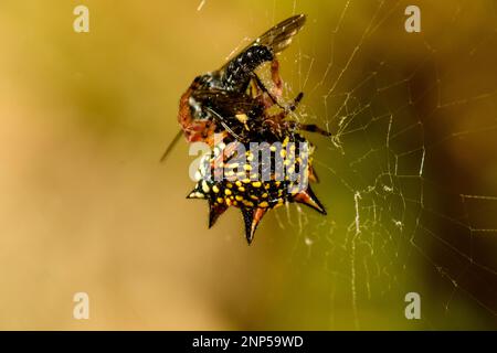 Jewell oder Weihnachtsspinne mit Beute, ein unglücklicher Kutscher-Pferdekäfer Stockfoto