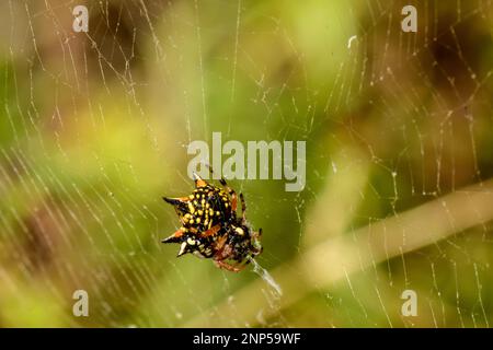 Jewell oder Weihnachtsspinne mit Beute, ein unglücklicher Kutscher-Pferdekäfer Stockfoto