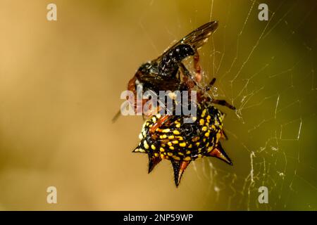 Jewell oder Weihnachtsspinne mit Beute, ein unglücklicher Kutscher-Pferdekäfer Stockfoto