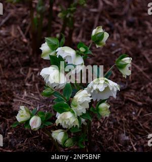 Nahaufnahme der weißen winterblühenden mehrjährigen Gartenpflanze Helleborus x Hybridus Double Ellen White. Stockfoto