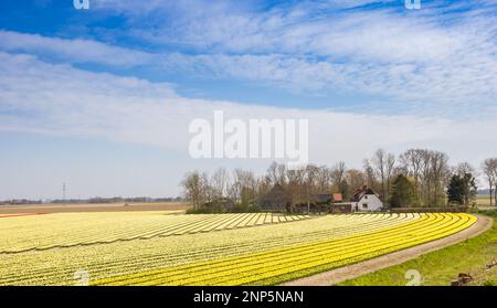 Gelb-weiße Tulpenfelder in Noordoostpolder, Niederlande Stockfoto