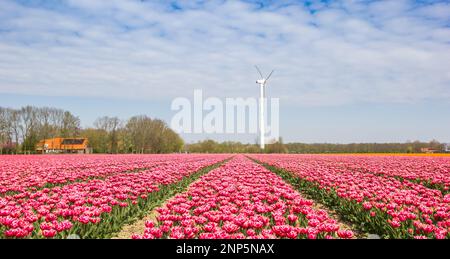 Panoramablick auf ein farbenfrohes Tulpenfeld und eine Windturbine in Noordoostpolder, Niederlande Stockfoto