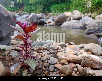 Eine rosa Blumenpflanze ist im Fluss mit ruhigem Wasser. Befindet sich in bogor, indonesien. Stockfoto