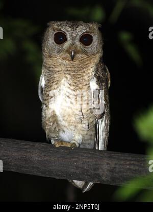 Indianereule (Otus bakkamoena) hoch oben auf einem Ast mitten in der Nacht : (Pix Sanjiv Shukla) Stockfoto